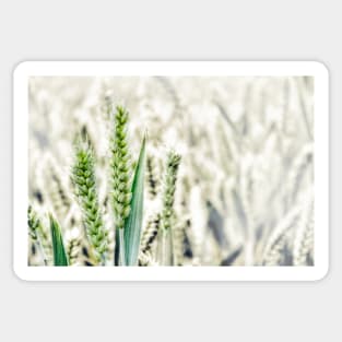 Wheat Fields Sticker